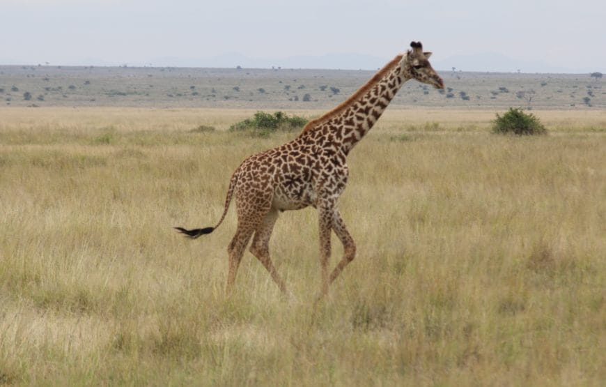 Nairobi & Laikipia: The Ultimate City & Safari Escape